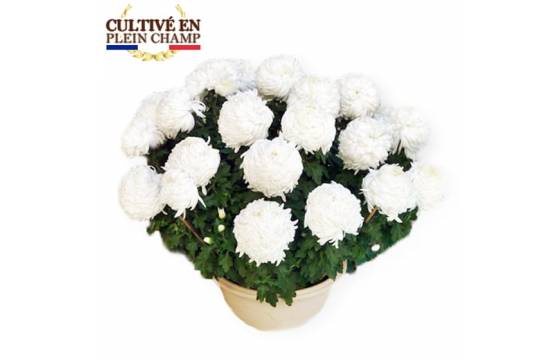 Fleurs en Deuil |Image du chrysanthème Boule Blanc