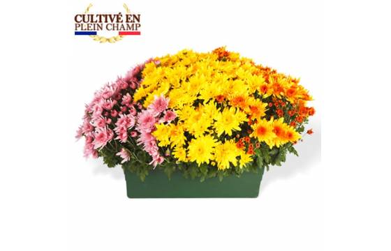Fleurs en Deuil | Jardinière de Chrysanthème tons jaune orange et rose Fleurs en Deuil | Jardinière de Chrysanthème tons jaune orange et rose