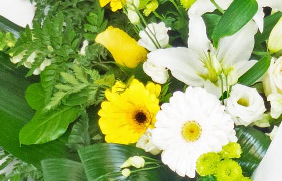 Fleurs en Deuil | vue sur les bergeras et germinis de la gerbe de deuil Fleurs en Deuil | vue sur les bergeras et germinis de la gerbe de deuil