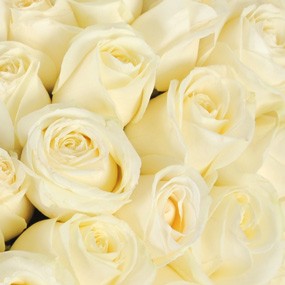 Fleurs en Deuil | mosaïque : vue sur les roses blanches