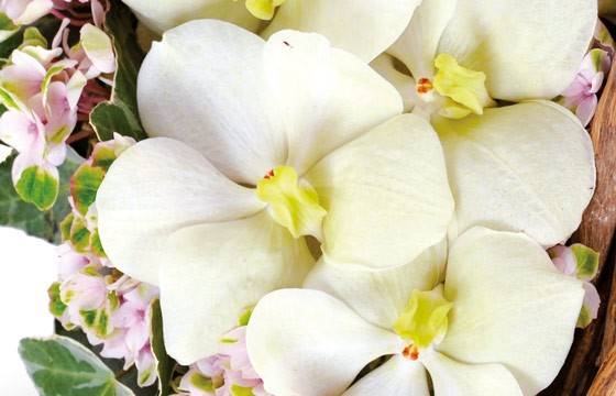 Fleurs en Deuil | zoom sur un fleuron d'orchidée vanda du coeur en fleurs Douceur Fleurs en Deuil | zoom sur un fleuron d'orchidée vanda du coeur en fleurs Douceur