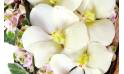 Fleurs en Deuil | zoom sur un fleuron d'orchidée vanda du coeur en fleurs Douceur