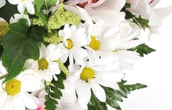 Fleurs en Deuil | zoom sur les germinis de couleur blanche du Coeur de fleurs blanches "Nuage"