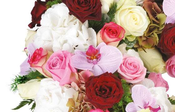 Fleurs en Deuil | zoom sur une orchidée phalaenopsis rose mauve du Coeur en fleurs de deuil "Tristesse" Fleurs en Deuil | zoom sur une orchidée phalaenopsis rose mauve du Coeur en fleurs de deuil "Tristesse"