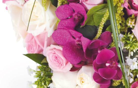 Fleurs en Deuil | vue sur les orchidées du Coeur en fleurs blanches & roses deuil "Songe"