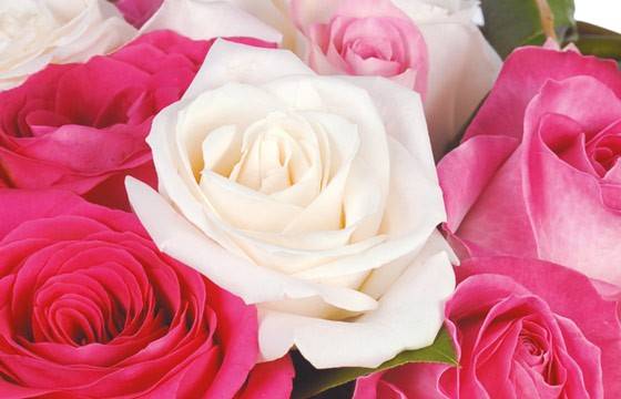 Fleurs en Deuil | vue sur une rose blanche Fleurs en Deuil | vue sur une rose blanche