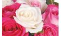 Fleurs en Deuil | vue sur une rose blanche