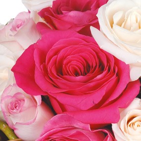 Fleurs en Deuil | mosaïque : vue sur une rose rose