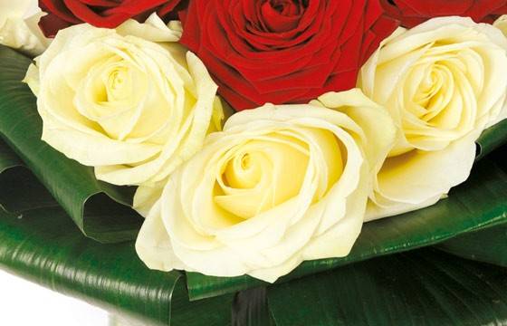 Fleurs en Deuil | zoom sur les roses blanches du bouquet de roses Fleurs en Deuil | zoom sur les roses blanches du bouquet de roses