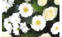 Fleurs en Deuil | zoom sur les fleurs du Coussin de fleurs blanches "Pureté"