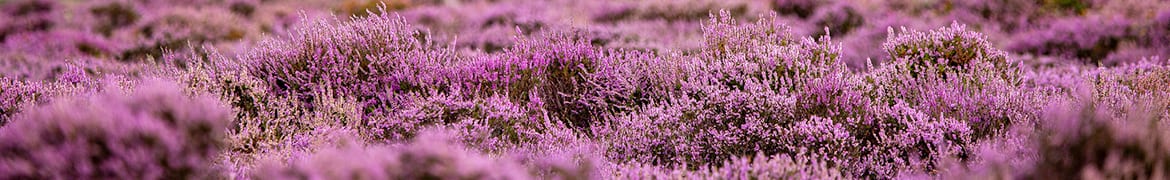 Quelles fleurs et plantes offrir lors le deuil, obsèques d’un être cher : Les bruyères