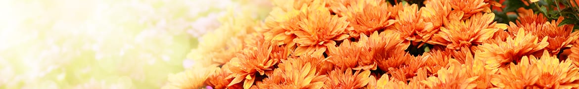 Quelles fleurs et plantes offrir lors le deuil, obsèques d’un être cher : Les chrysanthèmes