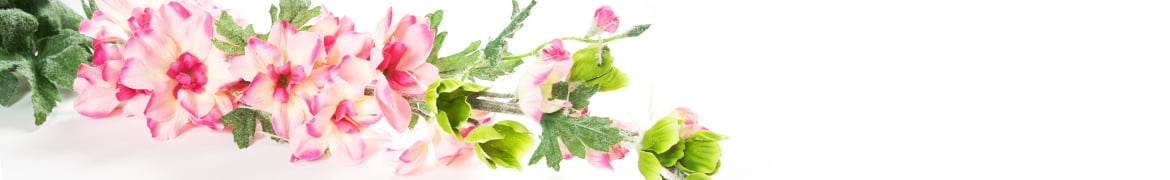 Quelles fleurs et plantes offrir lors le deuil, obsèques d’un être cher : Les glaïeuls