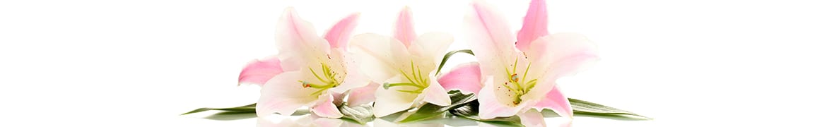 Quelles fleurs et plantes offrir lors le deuil, obsèques d’un être cher : Les Lys