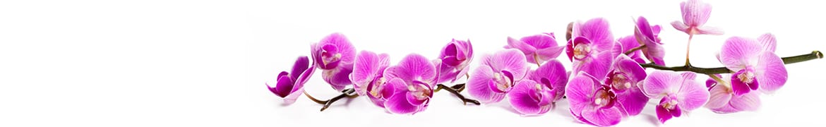Quelles fleurs et plantes offrir lors le deuil, obsèques d’un être cher : Les orchidées