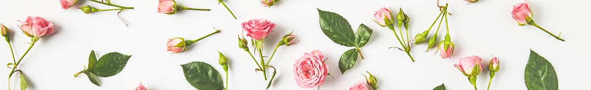 Quelles fleurs et plantes offrir lors le deuil, obsèques d’un être cher : Les roses