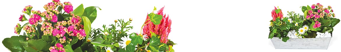 Quelles sont les différentes compositions florales de deuil : Les coupes de plantes