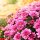 Toussaint : pourquoi les chrysanthèmes sont les fleurs traditionnelles ?