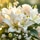 Quelles fleurs choisir pour le décès d'un bébé ?