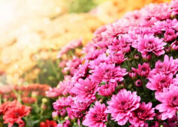 Toussaint : pourquoi les chrysanthèmes sont les fleurs traditionnelles ?