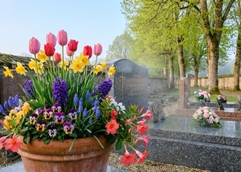 Fleurs de cimetière au printemps : le guide complet